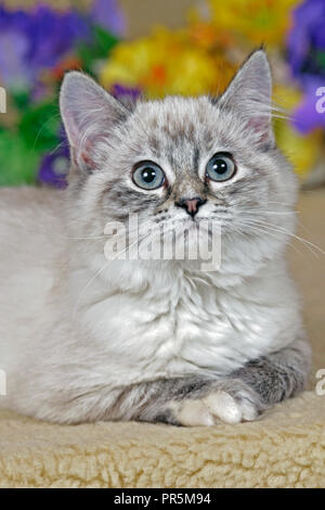 Adorable chaton tigré gris assis parmi les fleurs, jusqu'à Banque D'Images