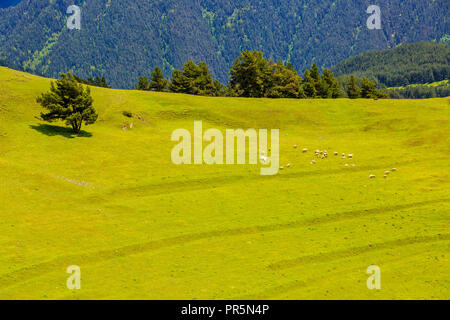 Des moutons paissant dans Green Valley de montagnes du Caucase. La Géorgie, Tusheti Banque D'Images