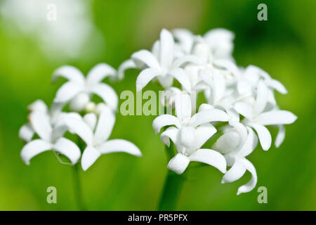 Woodruff ou Sweet Woodruff (Galium odoratum), gros plan d'une fleur solitaire tête. Banque D'Images
