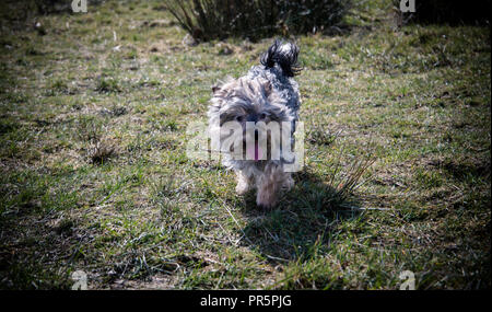 Photo de reno un Yorkshire terreur/ Jack Russell onn une promenade Banque D'Images