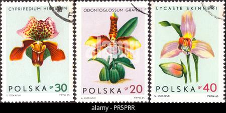 La Pologne vers 1965 : timbre-poste imprimé par la Pologne, qui montre les orchidées, vers 1965. Banque D'Images