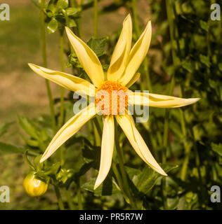 Le dahlia (nom, Honka) dans le jardin dahlia Baden Baden près de la Lichtentaler Allée. Baden Baden, Baden Württemberg, Allemagne Banque D'Images