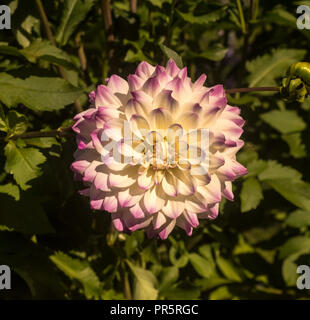 Le dahlia (nom, Hapet Yeux Bleus) dans le jardin dahlia Baden Baden près de la Lichtentaler Allée. Baden-Baden, Bade-Wurtemberg, Allemagne Banque D'Images