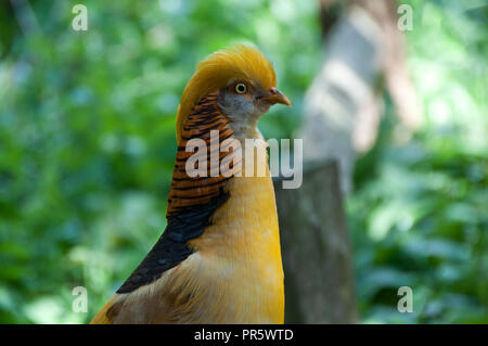 Libre d'un beau jaune golden faisan dans un bois Banque D'Images