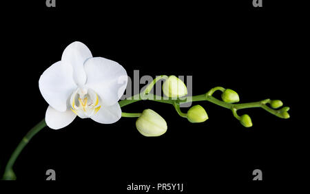 Fleur blanche d'une orchidée phalaenopsis avec plusieurs bourgeons sur une branche, isolé sur un fond noir Banque D'Images