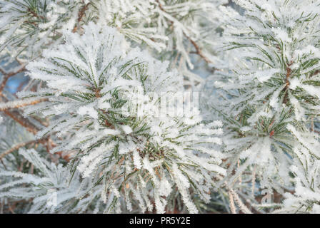 Des branches de pins d'hiver avec les aiguilles vertes couvertes de givre blanc dense Banque D'Images