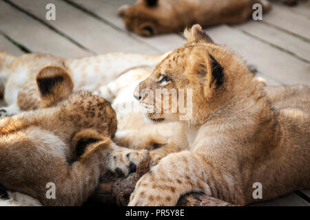 Troupeau de lions bébé dormir paisiblement et se détendre au soleil. Banque D'Images