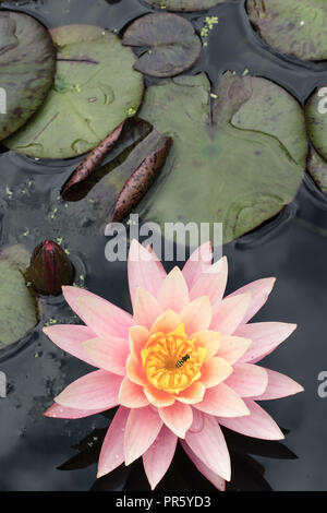 La collecte du pollen d'abeilles d'une lily rose Banque D'Images