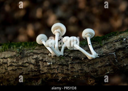 Porcelaine champignon poussant sur tombé et moss covered est éclairé par la lumière du soleil de fin d'après-midi Banque D'Images