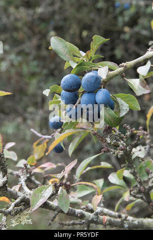 Prunelle à partir de petits fruits de mûrir dans la New Forest, Hampshire, Royaume-Uni Banque D'Images