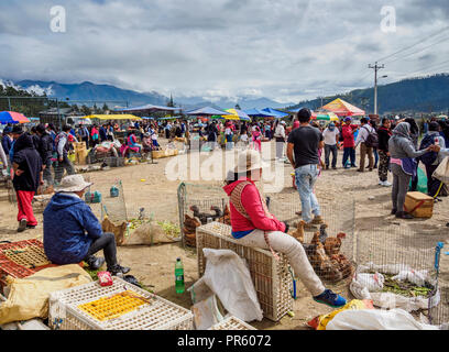 Samedi, le marché du bétail Otavalo, dans la province d'Imbabura, Équateur Banque D'Images