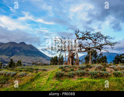 El Lechero Arbre Sacré Volcan Imbabura avec en arrière-plan, Pucara de Rey Loma, Otavalo, dans la province d'Imbabura, Équateur Banque D'Images