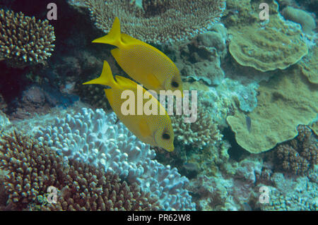 Poisson lapin corail ou bleu-spotted sigan marbré, Siganus corallinus, Heron Island, Grande Barrière de Corail, Australie Banque D'Images