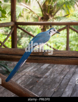 Arrière d'un white throated jay magpie assise sur une balustrade de bois Banque D'Images