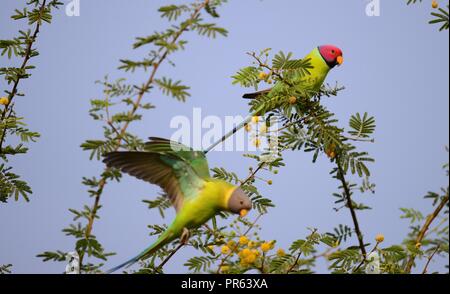 Perruche à tête prune - Couple d'oiseaux / Parrot Banque D'Images