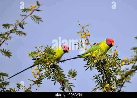 Perruche à tête prune - Couple d'oiseaux / Parrot Banque D'Images