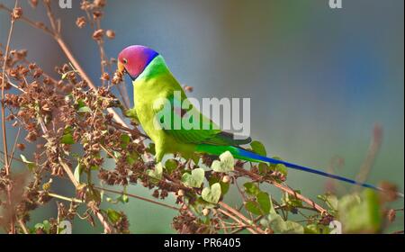 Perruche à tête prune - Couple d'oiseaux / Parrot Banque D'Images
