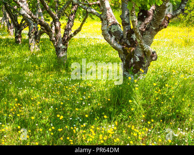 Les troncs de vieux arbres Silver Birch dans le pré- France. Banque D'Images