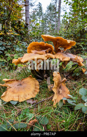 Grand champignon un champignon miel possible comme l'Armillaria mellea croissant sur le plancher de bois de Leigh Woods en dehors de Bristol. Banque D'Images