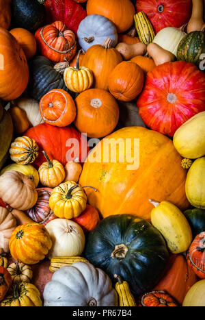 Collection colorée de sale les calebasses de citrouilles et courges dans une exposition pour célébrer les couleurs de l'automne UK Banque D'Images