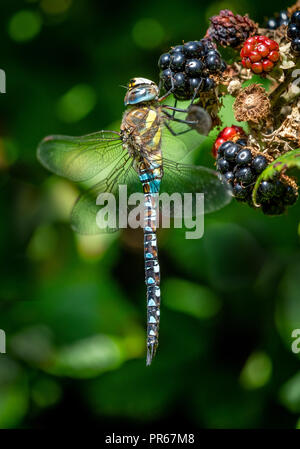 Hawker migrants de sexe masculin (Aeshna mixta) sur les terminaux blackberry, Berrow Dunes, Somerset. Banque D'Images