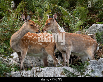 Le cerf sika Cervus nippon hind et veau sur l'île de Lundy au large de la côte nord du Devon UK Banque D'Images