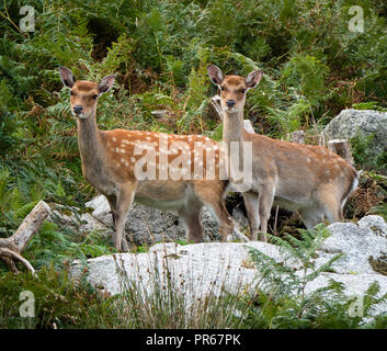 Le cerf sika Cervus nippon hind et veau sur l'île de Lundy au large de la côte nord du Devon UK Banque D'Images