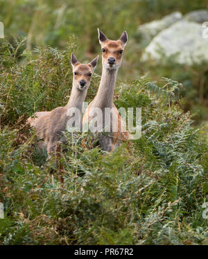 Le cerf sika Cervus nippon scrutant de falaises couvertes de fougères sur l'île de Lundy au large de la côte nord du Devon UK Banque D'Images