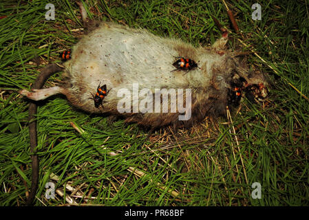 Un rat mort se trouve sur l'herbe verte. Les insectes ramper le long du rat. Banque D'Images