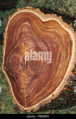 Couper un grand arbre, à partir d'une souche d'arbre abattu.Un fond de bois. Banque D'Images