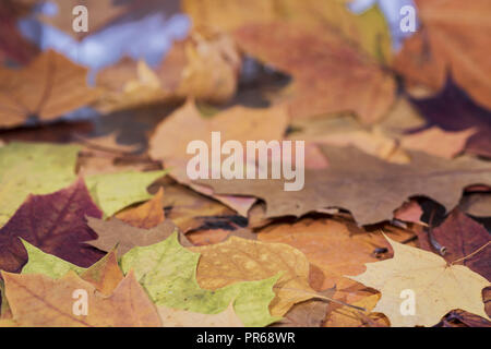 Feuilles de chêne et d'érable sur fond blanc. Abstract background Banque D'Images