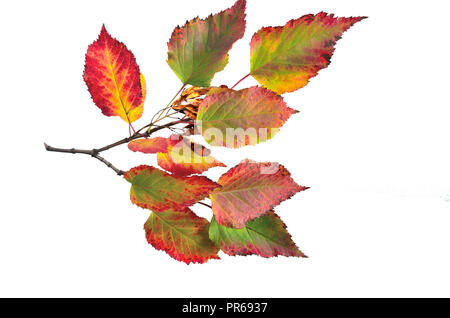 Direction générale de l'automne de l'érable de Tartarie (Acer tataricum) avec des feuilles et des graines de près, isolé sur fond blanc Banque D'Images