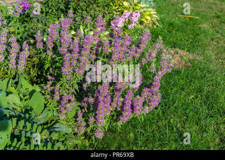 Monard les arlequins de fleurs dans le jardin d'été, la conception du paysage naturel et le jardinage Banque D'Images