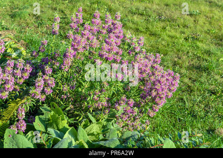 Monard les arlequins de fleurs dans le jardin d'été, la conception du paysage naturel et le jardinage Banque D'Images