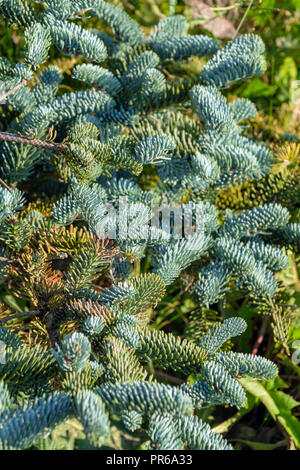 Fond d'aiguilles d'épinette d'argent dans le jardin d'été, la conception du paysage naturel et le jardinage Banque D'Images