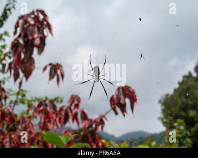 Silhouette araignée dans un site web Banque D'Images