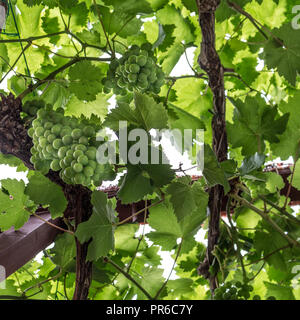 Grapes growing sur vine in greenhouse Banque D'Images