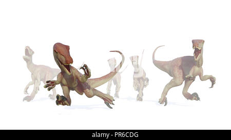 Pack velociraptor, chasse dinosaures théropodes qui sortent de la brume, 3d illustration isolé sur fond blanc Banque D'Images