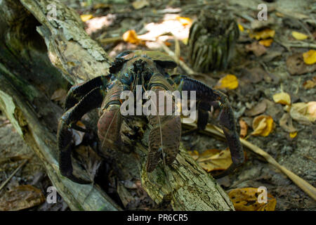 Crabe de cocotier, Birgus latro, Ant Atoll, Pohnpei, États fédérés de Micronésie Banque D'Images