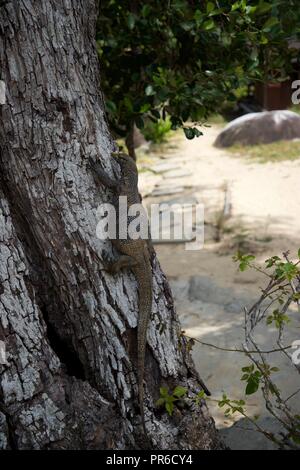 Varan sur Tioman Island Banque D'Images