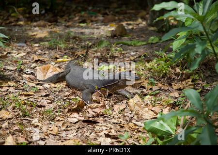 Varan sur Tioman Island Banque D'Images