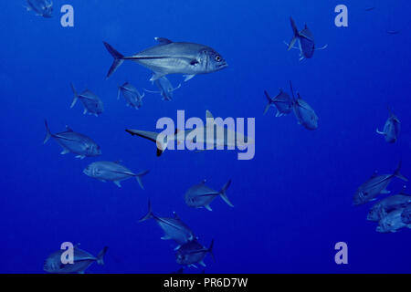 Requin gris de récif, Carcharhinus amblyrhynchos, nage avec une école de caranges, Caranx sexfasciatus, Pohnpei, États fédérés de Micronésie Banque D'Images