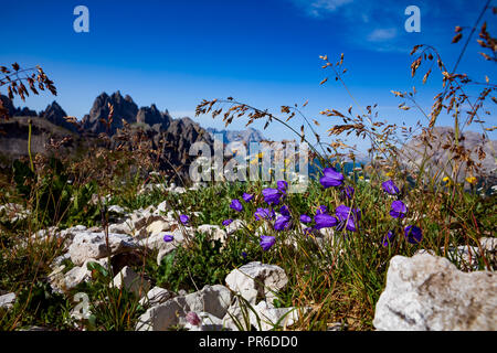 Résumé fond de fleurs alpines de bluebell. Parc Naturel National Tre Cime, dans les Dolomites Alpes. La belle nature de l'Italie. Banque D'Images