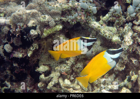 Deux vulpinnus rabbitfishes foxface, Siganus, Pohnpei, États fédérés de Micronésie Banque D'Images