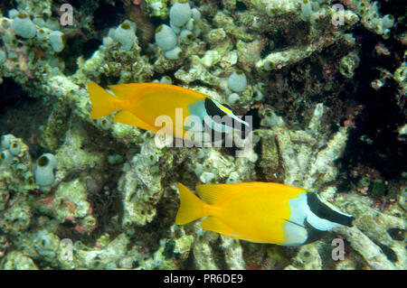 Deux vulpinnus rabbitfishes foxface, Siganus, Pohnpei, États fédérés de Micronésie Banque D'Images