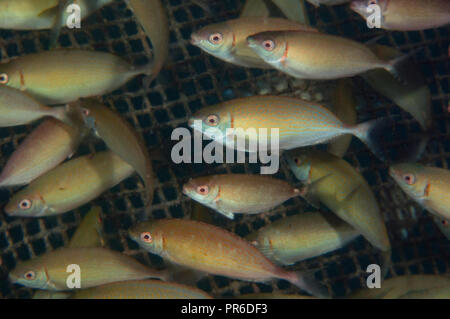 Cage sous-marine avec des rabbitfishes forktail, Siganus argenteus, Pohnpei, États fédérés de Micronésie Banque D'Images