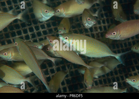 Cage sous-marine avec des rabbitfishes forktail, Siganus argenteus, Pohnpei, États fédérés de Micronésie Banque D'Images