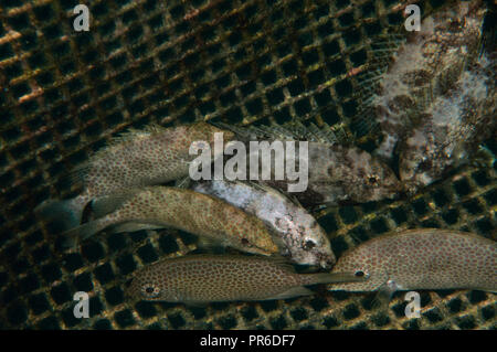 Cage sous-marine avec des forktail, Siganus argenteus rabbitfishes et Randall's rabbitfishes randalli, Siganus, Pohnpei, États fédérés de Mic Banque D'Images