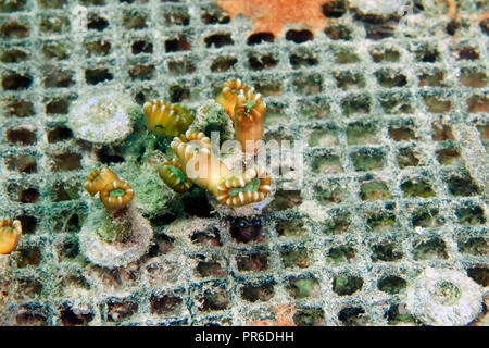 Les bourgeons des coraux d'élevage dans la lagune, Pohnpei, États fédérés de Micronésie Banque D'Images