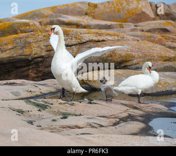 Une famille Swan repose sur le rochers de granit rouge sur une petite île à l'extérieur de la ville de Lysekil. Le mâle swan est d'essayer d'impressionner et de défendre sa famille Banque D'Images